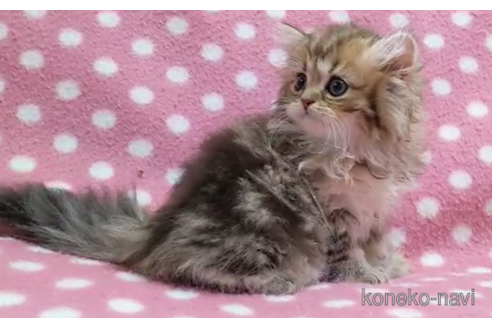 成約済の愛知県のペルシャ(チンチラ)-88839の2枚目